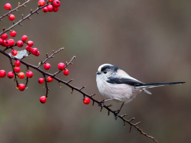 istock Long-tailed tit, Aegithalos caudatus 1294169352