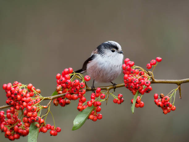 istock Long-tailed tit, Aegithalos caudatus 1294169355