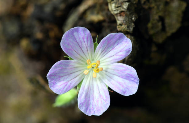 Wild geranium flower blooming in a Chicago public park, Illinois, USA.