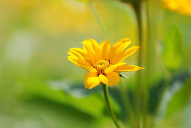 View of Mexican sunflower hill.