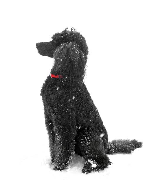 caniche standard noir sur la neige en hiver - standard poodle photos et images de collection