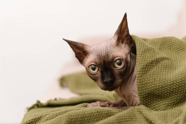 istock cat canadian  Sphynx  under a green blanket 1294172464