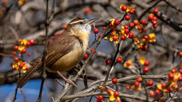 istock Carolina Wren perched for a portrait 1294174669