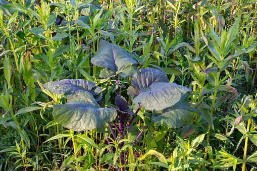 Purple leaf mustard plant growing in a field with other plants, also called Brassica juncea, Korean red mustard or Japanese giant red mustard