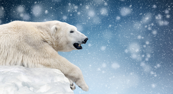 Close Polar bear on a melting ice floe in the arctic sea