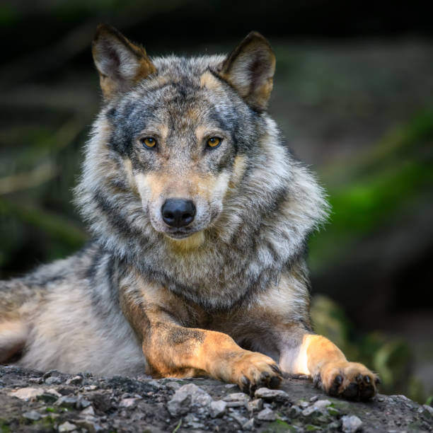 istock Gray wolf, Canis lupus, in the summer light, in the forest 1294175363