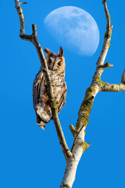 istock Young owl sits on a branch and looks at the camera 1294175371