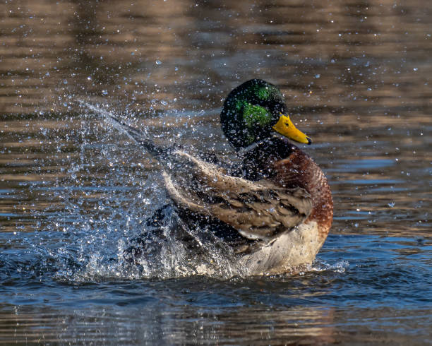 istock Mallard Duck in Huntley Meadows park in Virginia 1294175401