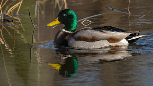 istock Mallard Duck in Huntley Meadows park in Virginia 1294175411