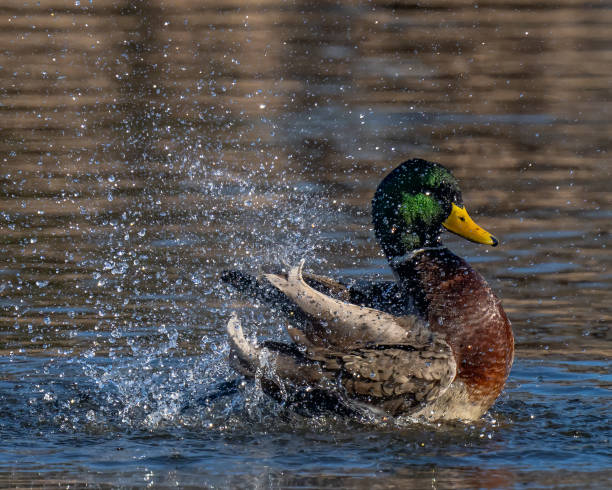 istock Mallard Duck in Huntley Meadows park in Virginia 1294175418