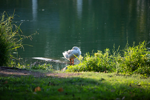 Domestic goose resting peacefully by a lush lakeshore