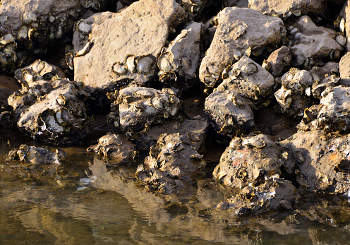 Cabanas de Tavira, Faro district / Algarve, Portugal: wild oysters growing on boulders on the banks of the Ria Formosa lagoon - seen during the low tide.