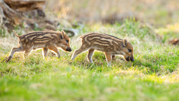 Young wild boars grazing on meadow in springtime nature