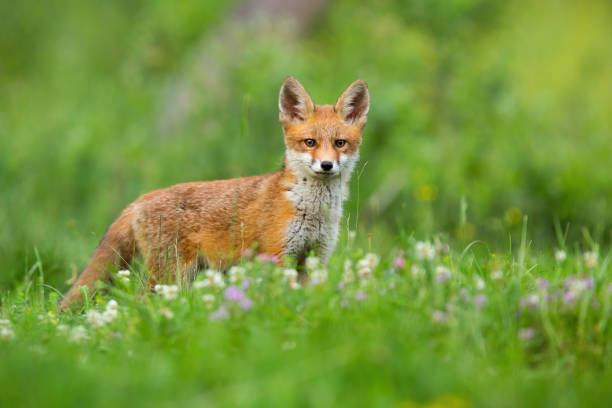 istock Young red fox standing on meadow in summertime nature 1294176439