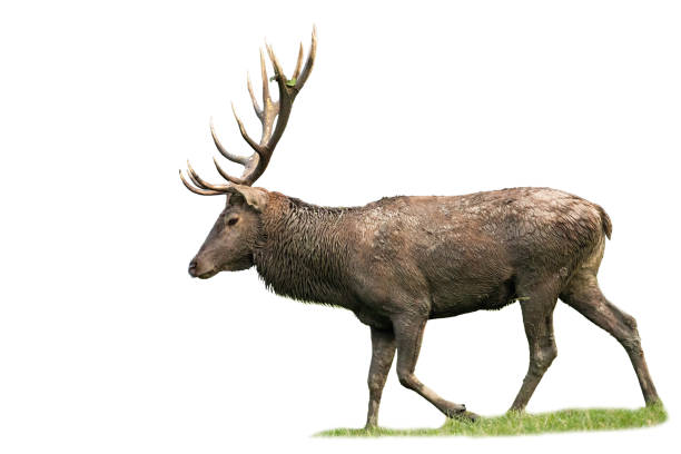 istock Majestic red deer walking on grass isolated on white background 1294176458