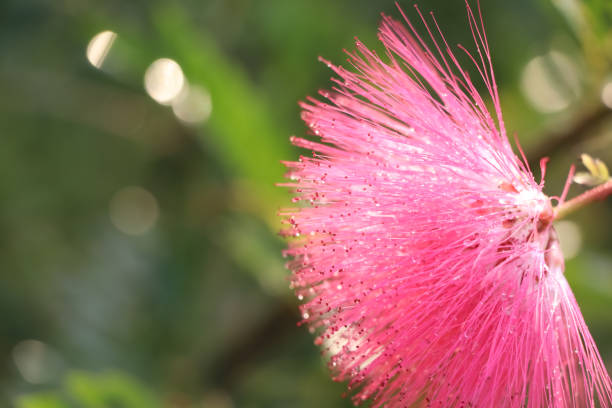 Red Calliandra Haematocephala Hassk flower are blooming in the morning \
