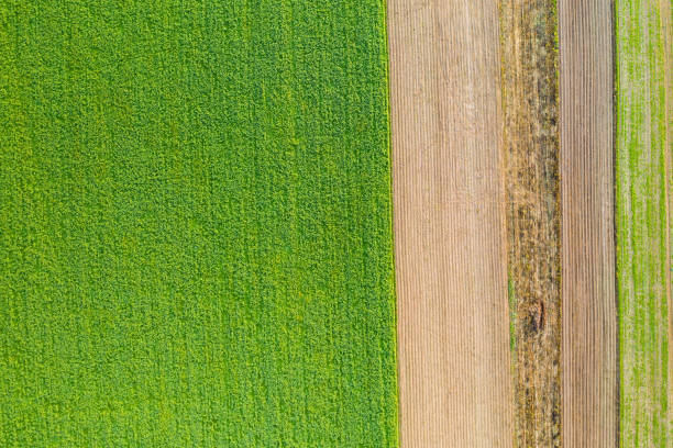 istock Green and brown field creating background structure from aerial view 1294176567