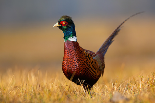 Common pheasant, phasianus colchicus, cock walking on field in autumn nature. Ring-necked male bird with brown body and green head observing on dry grassland in fall.