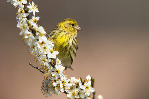 Female european serin sitting on a cherry twig in blossom in springtime Female european serin, serinus serinus, sitting on a cherry twig in blossom in springtime. Songbird with yellow feathers on a blooming branch in garden illuminated by morning sun with copy space. serin stock pictures, royalty-free photos & images