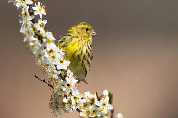 Female european serin, serinus serinus, sitting on a cherry twig in blossom in springtime. Songbird with yellow feathers on a blooming branch in garden illuminated by morning sun with copy space.
