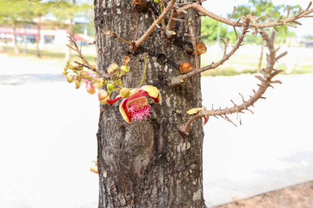 istock Couroupita guianensis Aubl flower 1294176698