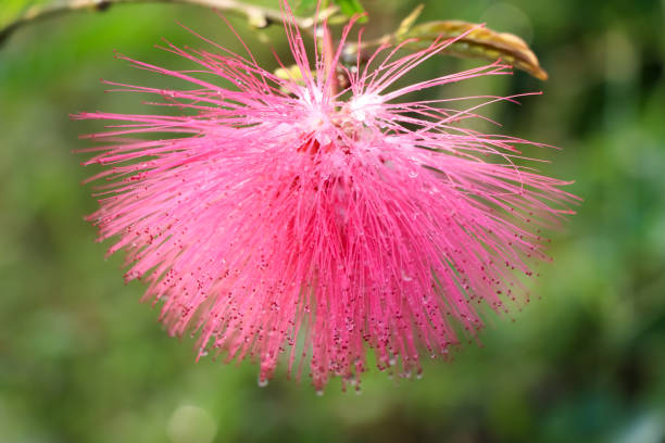 istock Red Calliandra Haematocephala Hassk flower are blooming 1294176744