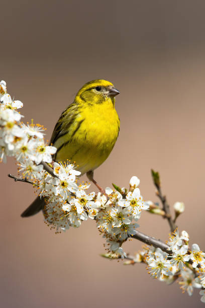 European serin male sitting on a blooming cherry twig in vertical composition. European serin, serinus serinus, male sitting on a blooming cherry twig in vertical composition. Wild bird with vivid yellow plumage resting on branch with flowers. serin stock pictures, royalty-free photos & images