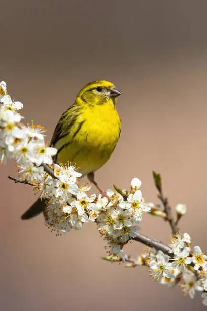 European serin, serinus serinus, male sitting on a blooming cherry twig in vertical composition. Wild bird with vivid yellow plumage resting on branch with flowers.