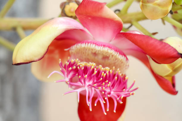 istock Couroupita guianensis Aubl flower 1294176876