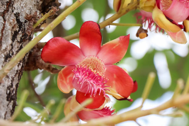 istock Couroupita guianensis Aubl flower 1294176902