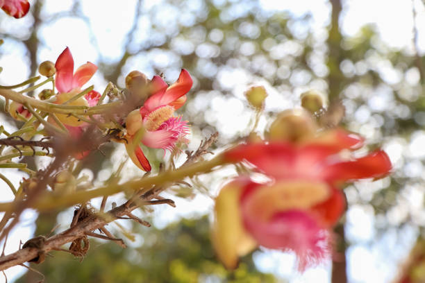 istock Couroupita guianensis Aubl flower 1294177442