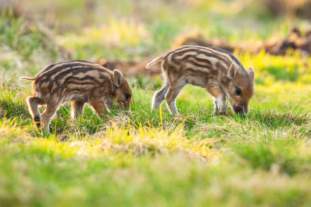 istock Little wild boar piglets grazing on grassland in springtime 1294177539