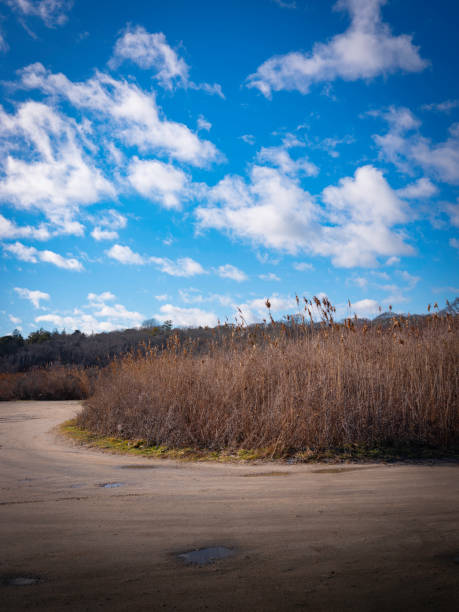 Peaceful winter landscape with a view of wild plant bush in the unpaved public parking lot on Cape Cod