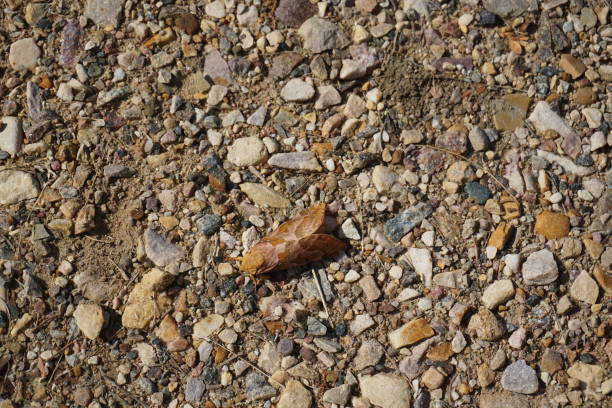 Chalkhill Blue butterfly or Lysandra coridon