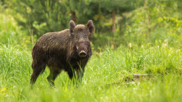 istock Alert wild boar looking into camera on green meadow in spring nature 1294177674