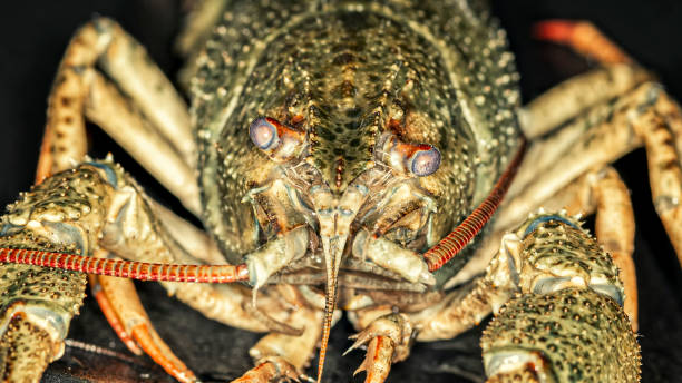 istock Portrait of grey-green crayfish 1294177804