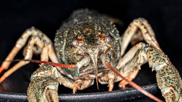 istock Portrait of grey-green crayfish 1294177813