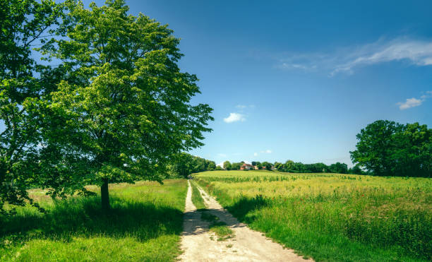 Free Stock Photo of A dirt road with trees and a blue sky | Download ...