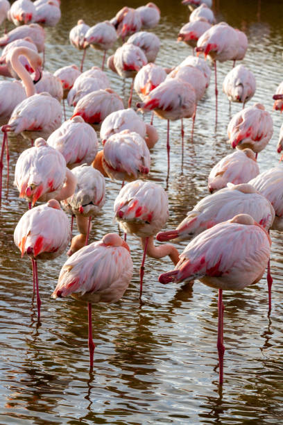 istock Pink Flamingos 1294178052
