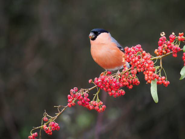 istock Eurasian bullfinch, Pyrrhula pyrrhula 1294178830