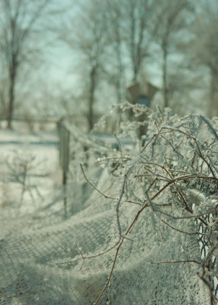 istock Bokeh Frosty Garden 1294178908