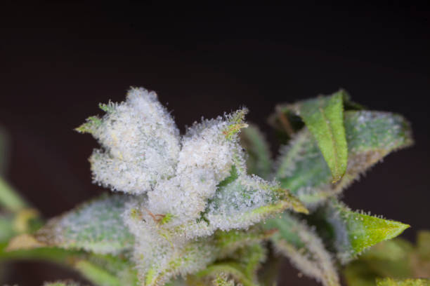 white mold on the hemp plant stock photo