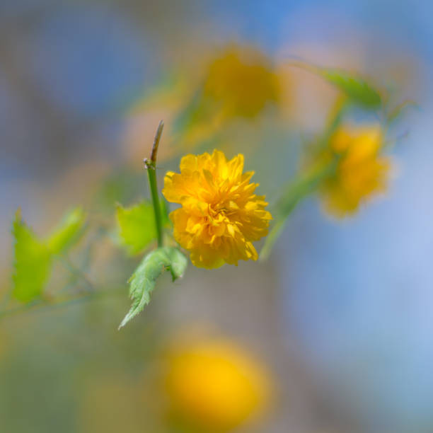 istock yellow flower with creamy background 1294179120