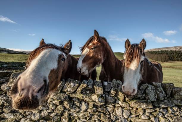 istock Three Amigos: Horse Friends. 1294179818