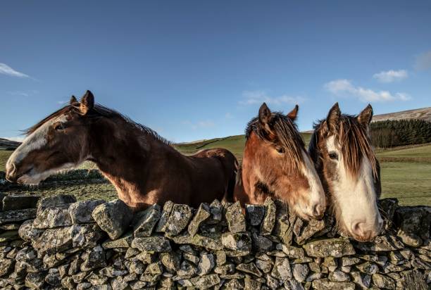 istock Three Amigos: Horse Friends. 1294179870