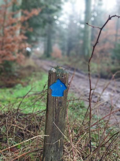 Follow the arrow in the forest
