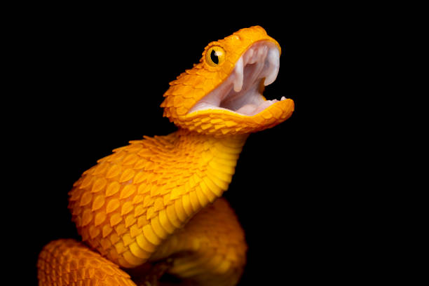 istock Colorful Venomous Variable Bush Viper with mouth open and fangs retracted 1294180577