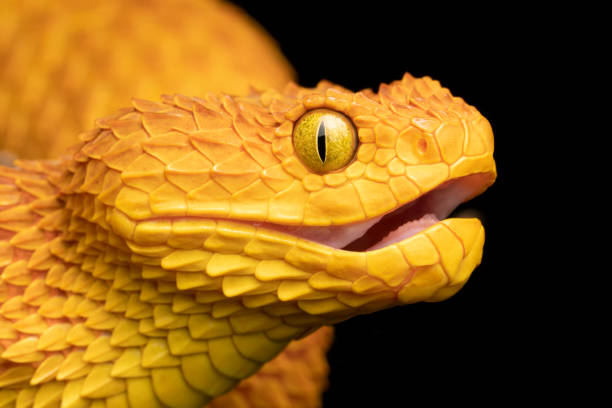 istock Colorful venomous Variable Bush Viper snake with mouth open and fangs retracted 1294180578