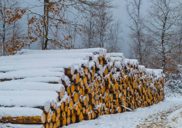 istock Stack of Wood with Snow in Forest 1294181861