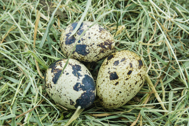 istock Quail Eggs in Nest with Hay 1294181956